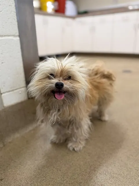 Adoptable Dog