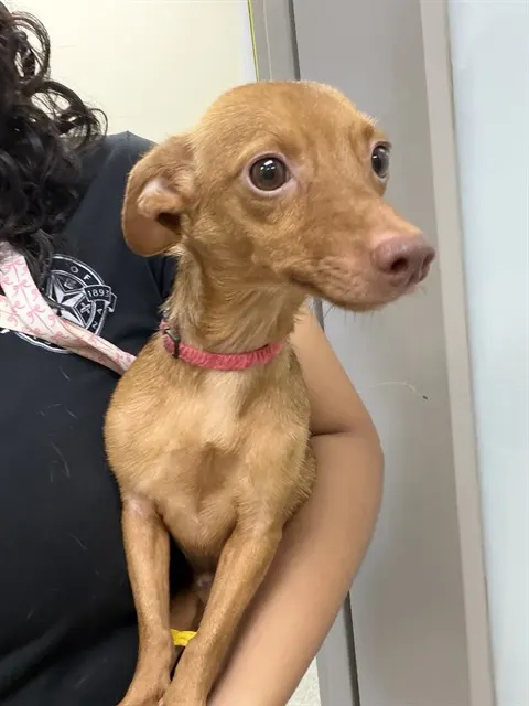 Adoptable Dog