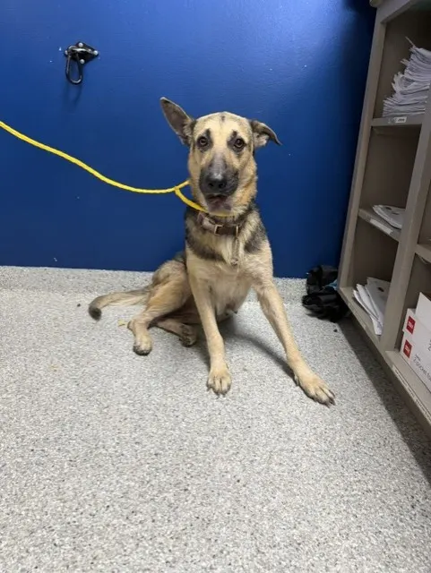 Adoptable Dog