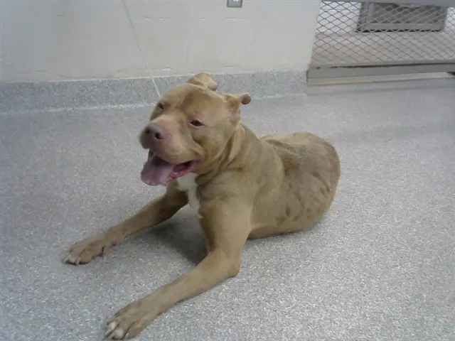 Adoptable Dog