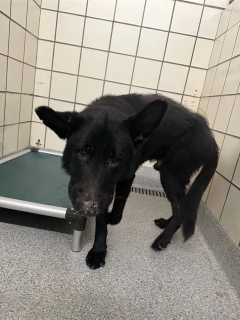 Adoptable Dog