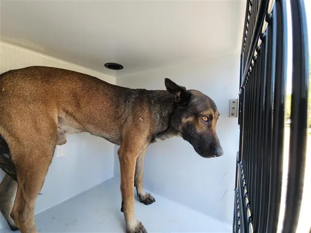 Adoptable Dog