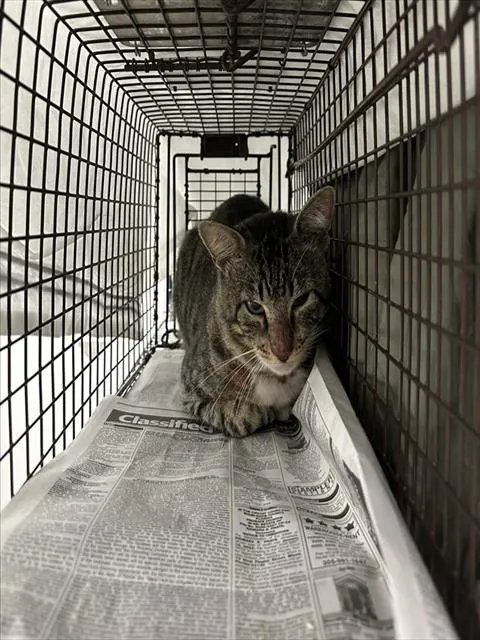 Adoptable Cat