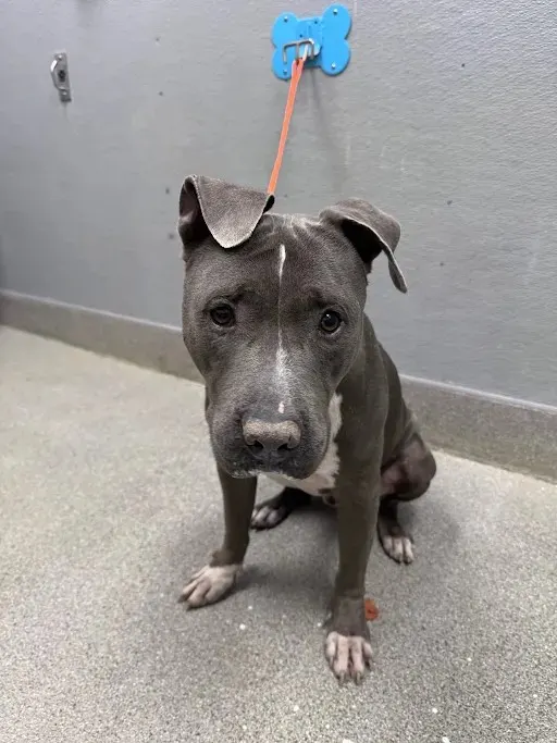 Samson