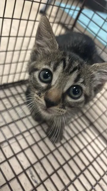 Adoptable Cat
