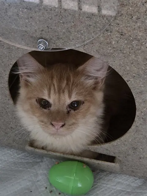 Flubba Lubba