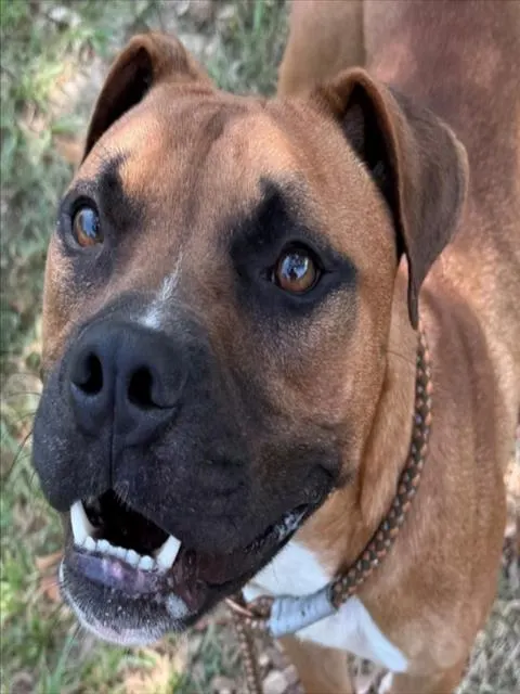 Ali