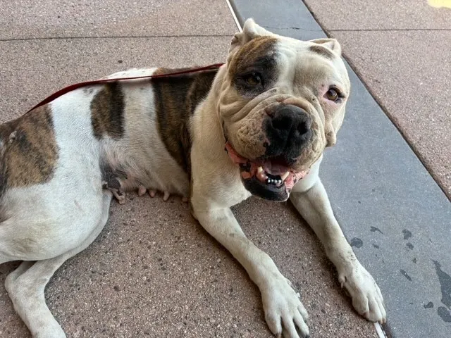 Adoptable Dog
