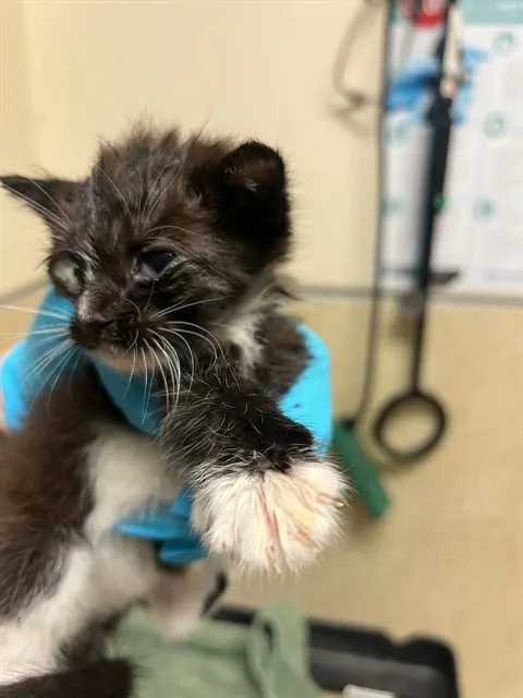 Adoptable Cat