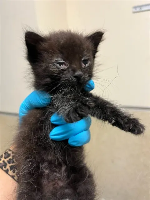 Adoptable Cat
