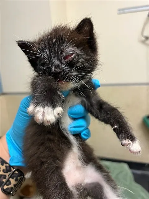 Adoptable Cat