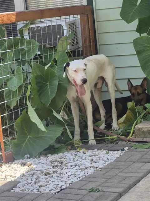 Odin