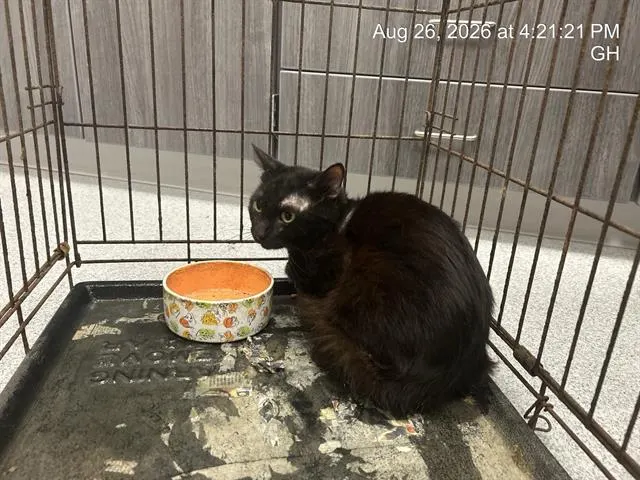 Adoptable Cat