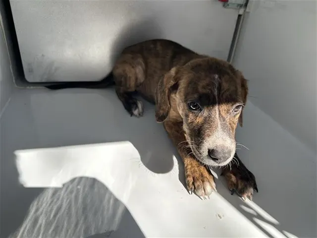 Adoptable Dog