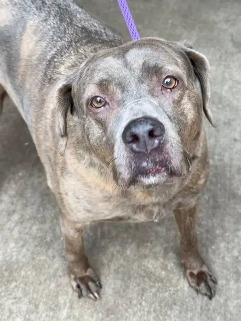 Sadie