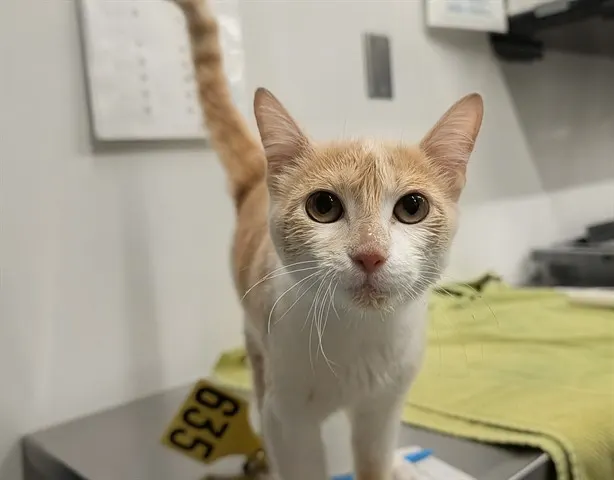 Adoptable Cat