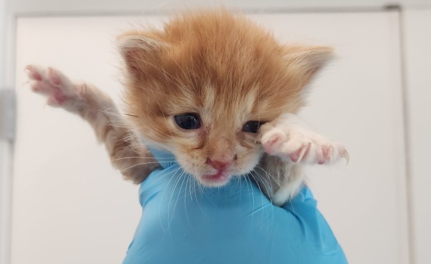 Adoptable Cat