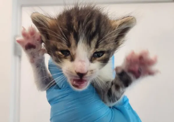 Adoptable Cat