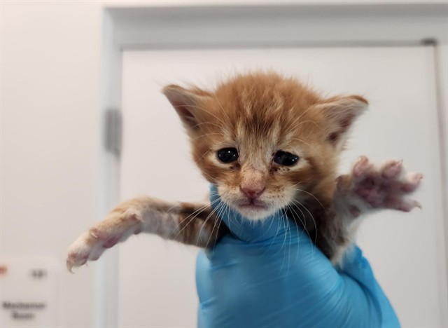 Adoptable Cat