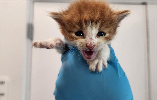 Adoptable Cat