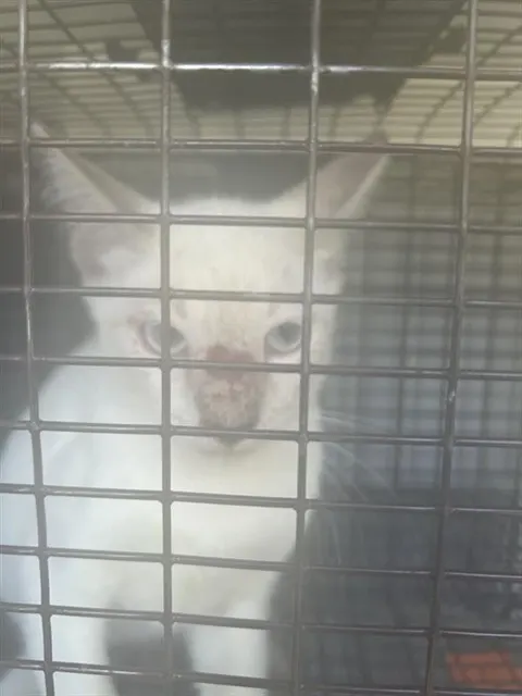 Adoptable Cat