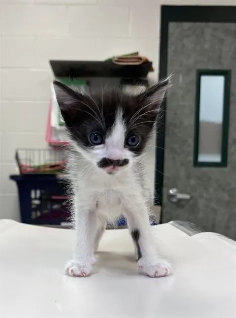 Handlebar