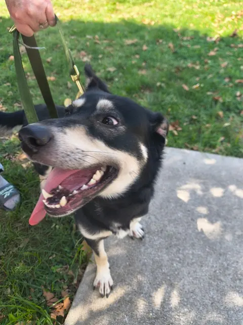 Stella