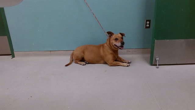 Adoptable Dog