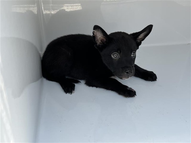 Adoptable Dog