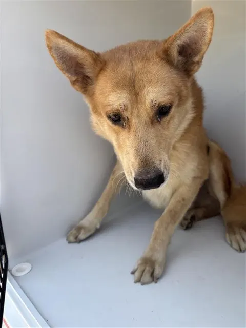 Adoptable Dog