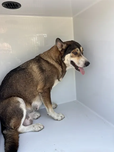 Adoptable Dog