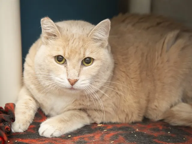 Milo Rose