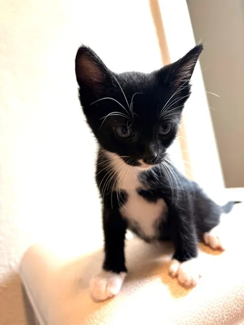 Severus