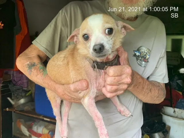 Chico