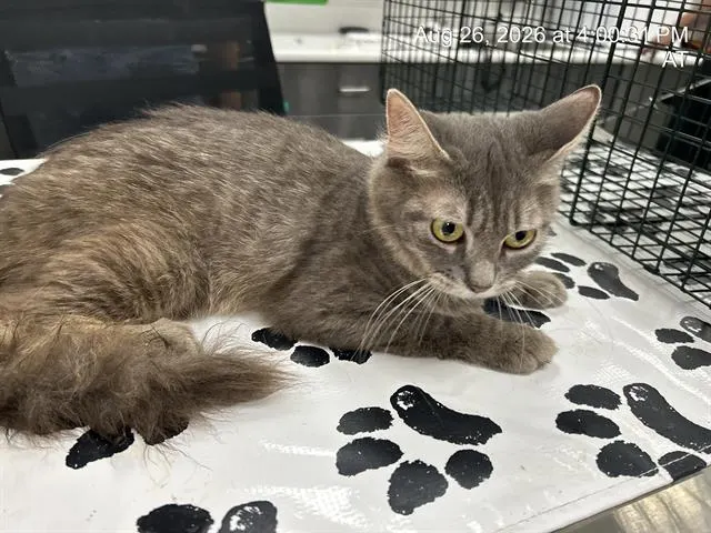 Adoptable Cat