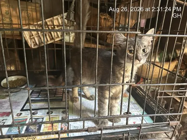 Adoptable Cat