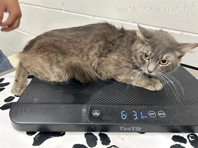 Adoptable Cat