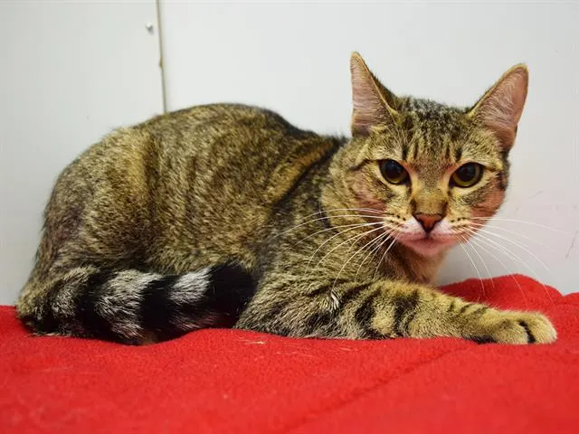 Adoptable Cat