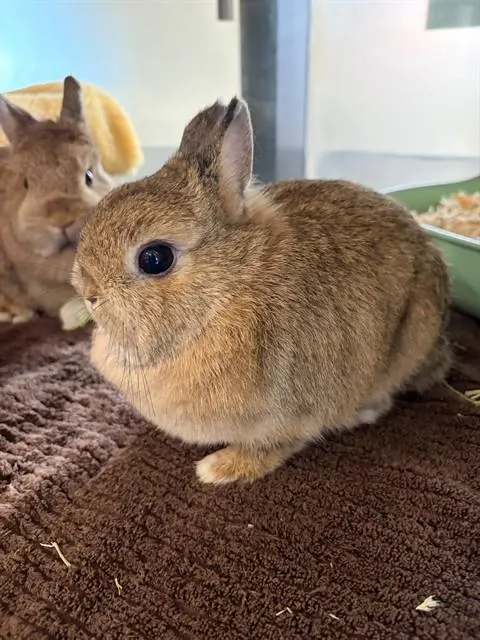 Bella