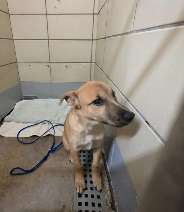 Adoptable Dog
