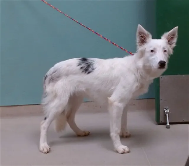 Adoptable Dog