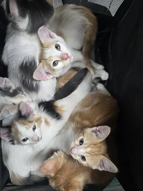 Adoptable Cat
