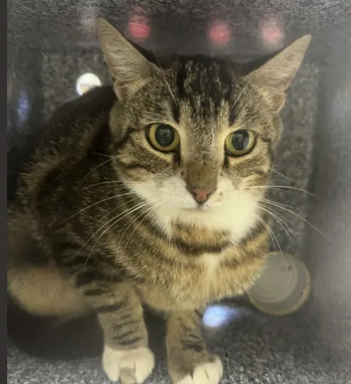 Adoptable Cat