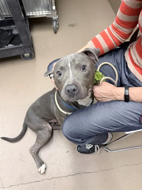 Adoptable Dog