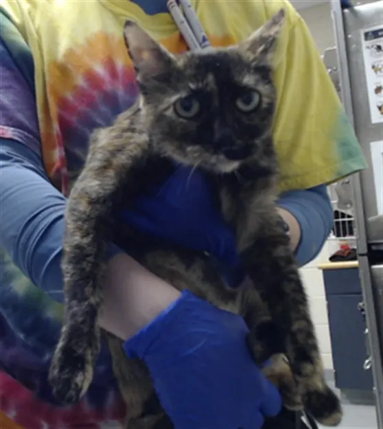 Adoptable Cat