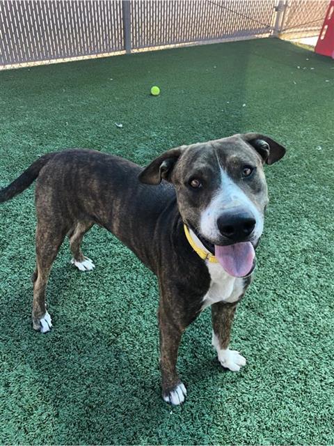 Adoptable Dog