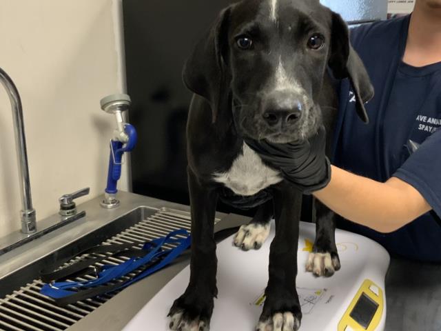 Adoptable Dog