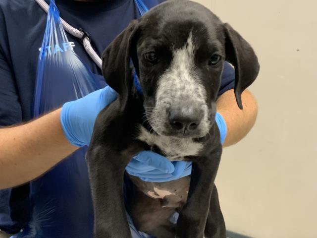 Adoptable Dog