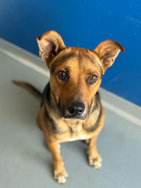 Adoptable Dog