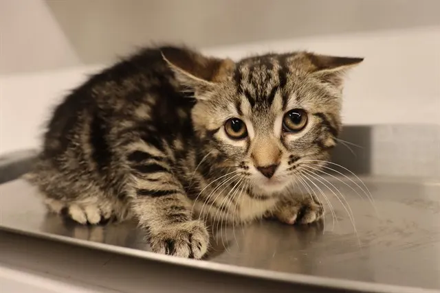 Adoptable Cat